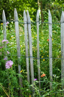 Bir tarlada papatyalar ve papatyalar.