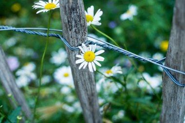 Bir tarlada papatyalar ve papatyalar.