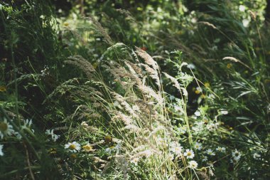 Bir tarlada papatyalar ve papatyalar.