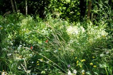 Bir tarlada papatyalar ve papatyalar.