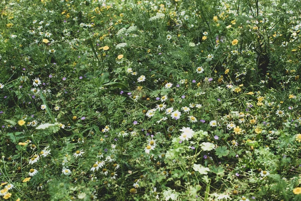 Kamille Und Gänseblümchen Blühen Auf Einem Feld — Stockfoto