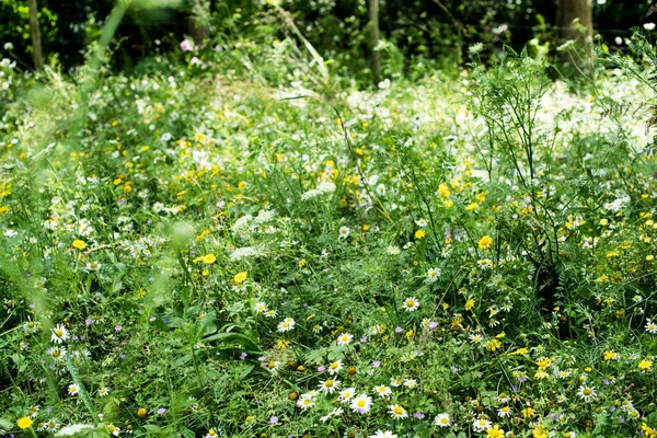 Kamille Und Gänseblümchen Blühen Auf Einem Feld — Stockfoto
