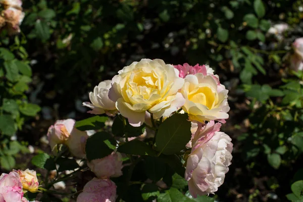 Belas Rosas Jardim — Fotografia de Stock