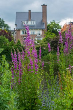 Amsterdam 'da nehir kenarındaki ev ve bahçe