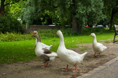 Çimenlerde yürüyen kazlar