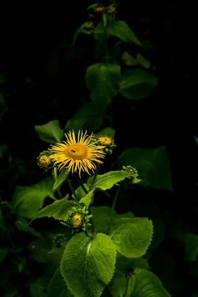 Amarelo Flor Abelha Fundo Preto — Fotografia de Stock