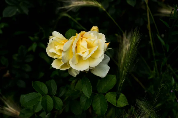 Belas Rosas Jardim — Fotografia de Stock
