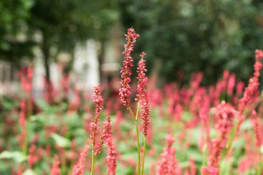 Yaz bahçesinde kırmızı otlar