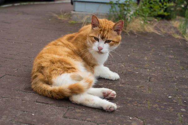 Roodharige Kat Amsterdamse Straat — Stockfoto