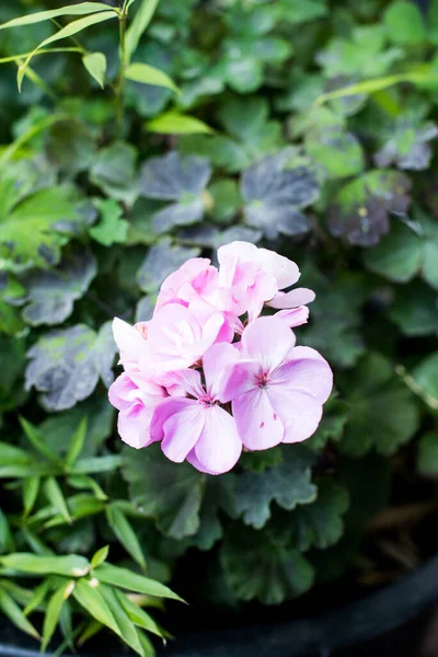 Fiori Rosa Giardino — Foto Stock