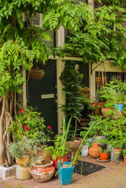 Amsterdam 'ın eski bölgesinde yeşil bitkileri olan bir ev. 