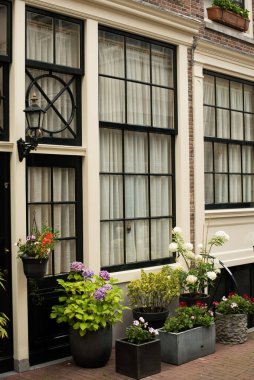 Amsterdam 'ın eski bölgesinde yeşil bitkileri olan bir ev. 