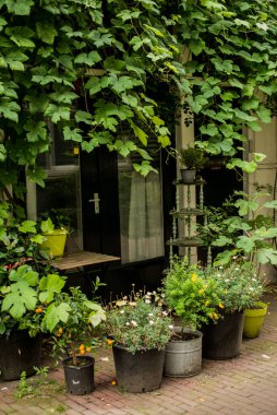 Amsterdam 'ın eski bölgesinde yeşil bitkileri olan bir ev. 