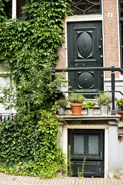 Dům Zelenými Rostlinami Staré Čtvrti Amsterdamu — Stock fotografie