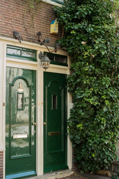 Casa Con Piante Verdi Nel Centro Storico Amsterdam — Foto Stock