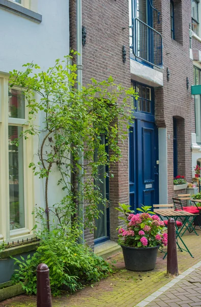 Casa Con Plantas Verdes Casco Antiguo Amsterdam — Foto de Stock