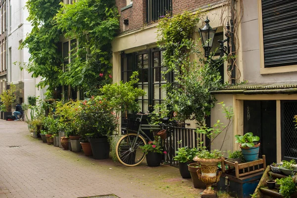 House Green Plants Old District Amsterdam Stock Picture