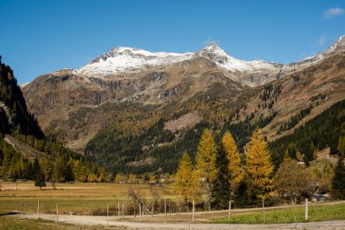  Yeşil ve Sarı Ormanlı Alp Dağları