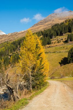  Yeşil ve Sarı Ormanlı Alp Dağları
