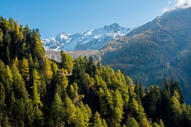 Alplerdeki Renkli Sonbahar Ormanı ve Rocky Dağları