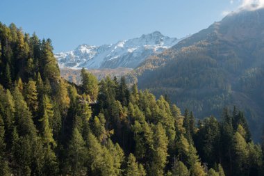 Alplerdeki Renkli Sonbahar Ormanı ve Rocky Dağları