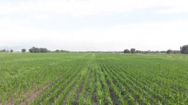 Yaz günü genç bir mısır tarlasının üzerinde alçak uçuşlar. Mısır tarlasının havadan görünüşü.