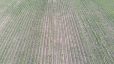 Bir yaz günü genç bir mısır tarlasının üzerinde İHA uçuşu. Mısır tarlasının hava görüntüsü.