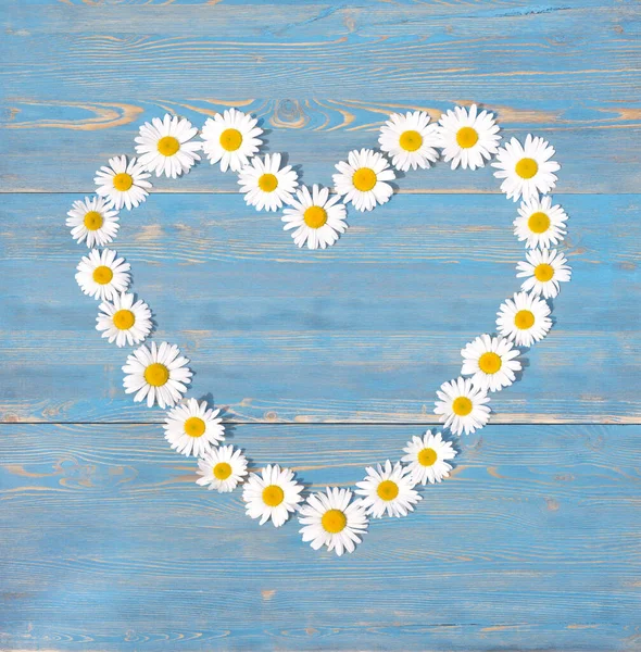 Beautiful chamomile flowers in the shape of a heart on a blue wooden background. View from above.