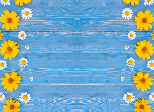 蓝色木制背景上的洋甘菊花 免版税图库图片