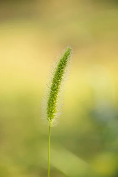 Bristle gräs är mat och foder växt. — Stockfoto