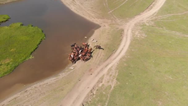 Herd of horses near a beautiful mountain lake — Stock Video