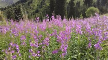 Bir dağ manzarasının arka planında pembe güzel çiçekler