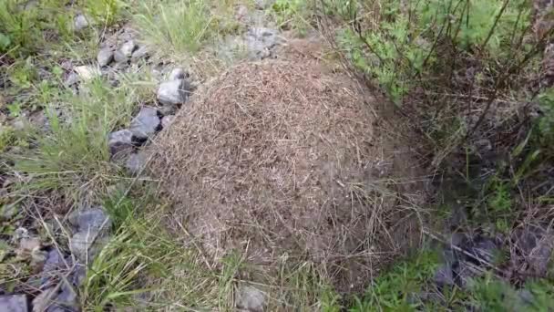 Grande fourmilière dans la forêt — Video