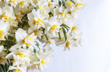 Nergis beyaz bir arka plan üzerinde buket