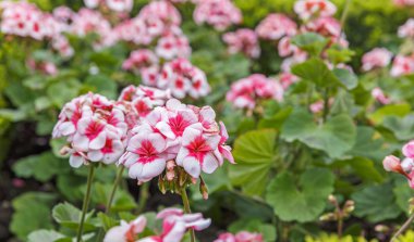 Bakü Bulvarı'nda ekili Sardunya (Sardunya)