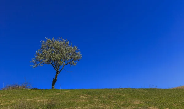 Одинокое цветущее дерево в горах — стоковое фото