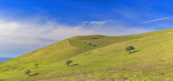 Albero solitario sulle montagne.Azerbaigian — Foto Stock