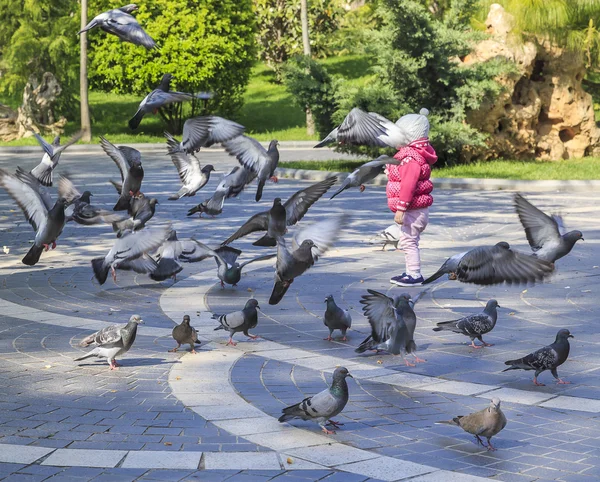 Paloma en el parque y el niño — Foto de Stock