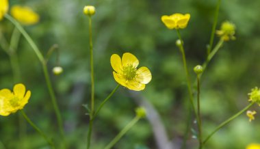 Çayır düğün çiçeği, gece körlüğü, (tipik as L.)