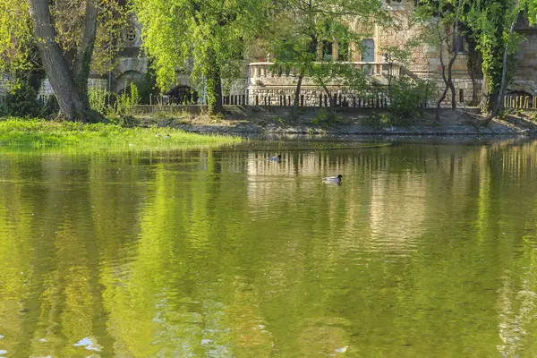 Patos nadando na lagoa em frente ao castelo Vajdahunyad em Bud — Fotografia de Stock