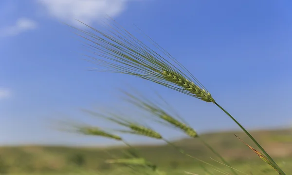 Ears of wheat against the blue sky — Stock Photo, Image