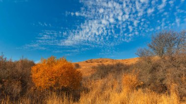 Dağlarda mavi gökyüzüne karşı sarı yaprakları olan bir ağaç.