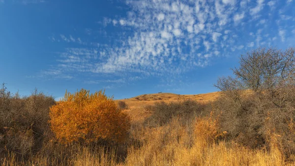 Árbol Con Hojas Amarillentas Las Montañas Contra Cielo Azul — Foto de Stock