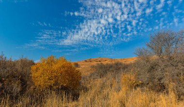 Kurumuş bir nehrin dağlık yatağında yaprakları sararmış bir ağaç.
