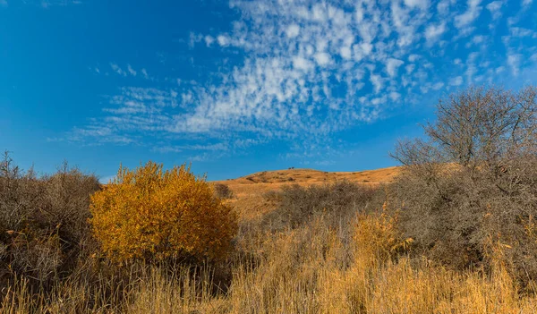 Árbol Con Hojas Amarillentas Lecho Montañoso Río Seco — Foto de Stock