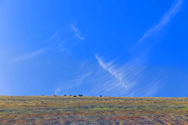 Una Manada Cabras Pastando Las Montañas Clima Soleado — Foto de Stock