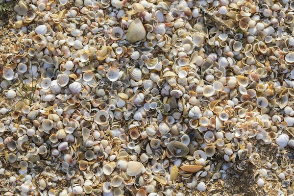 Kleine Muscheln Der Strandküste — Stockfoto