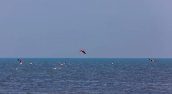 Flamencos Volando Sobre Mar —  Fotos de Stock