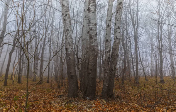 Árboles Con Hojas Caídas Niebla — Foto de Stock