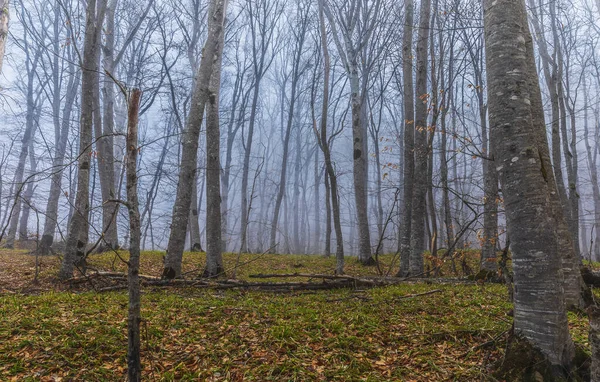 Árboles Con Hojas Caídas Niebla — Foto de Stock